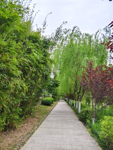 林荫小道的静谧自然景致