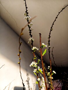 室内素雅花枝绽放