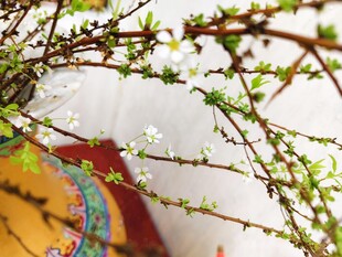 春日枝头绽新花