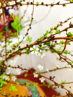 枝头新绿 春之萌动