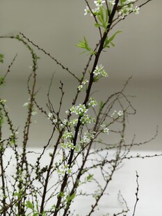 枝头绽新花 春意初显