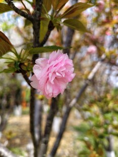 娇艳粉色花朵枝头绽放