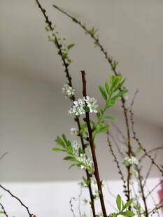 素雅小白花枝条特写