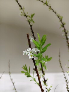 枝头白花绽 清新自然景