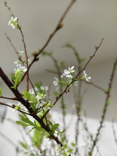 枝头白花绽放