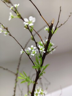 素雅白花枝条清新景致