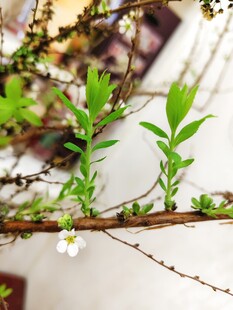 嫩绿枝叶伴白花小景