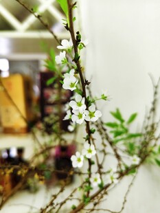 枝头绽放的白色小花