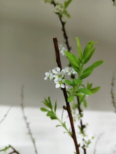 嫩绿枝丫绽放小白花