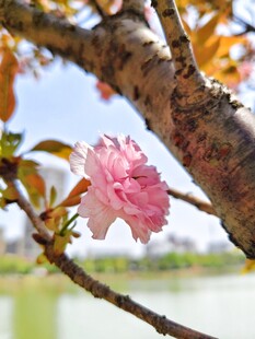 樱花开枝头