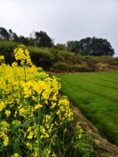 油菜花田园风景