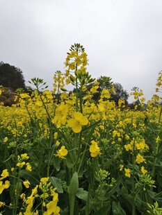 油菜花