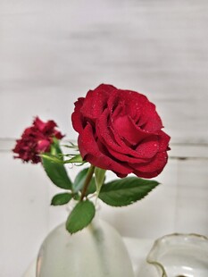 红玫瑰