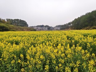 大片油菜花