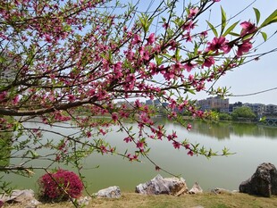 湖畔桃树绽花枝