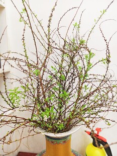 室内绿植盆栽生机勃勃