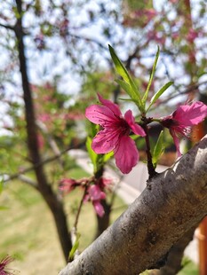 枝杆上的桃花