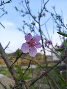 一朵桃花开枝头