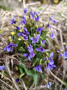 紫色野花绽放于枯草间