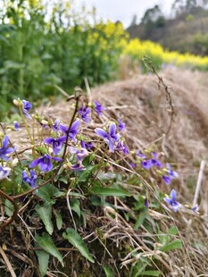 田野间绽放的紫色小花