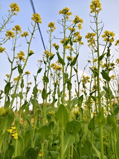 油菜花摄影