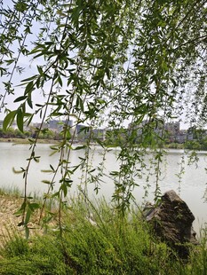 湖畔垂柳 绿意盎然