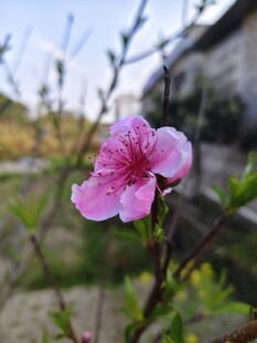 一朵桃花枝头俏