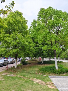 城市绿荫下街道