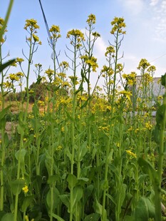 春日灿烂油菜花