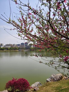 湖畔春花绽放美景