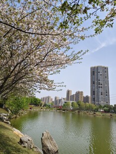 湖畔春景 樱花
