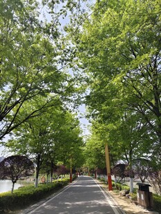 林荫小道 绿意盎然