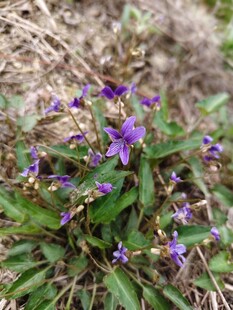 紫色小花绽放于草丛间