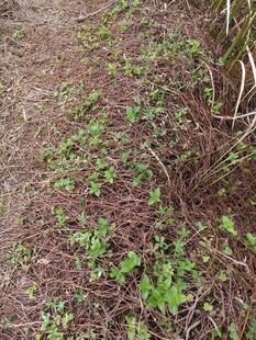 地面上的嫩绿植物