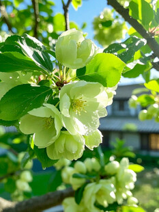 枝头绽放的嫩绿苹果花