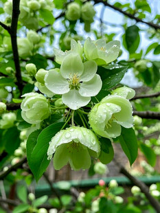 枝头绽放的清新白色花朵