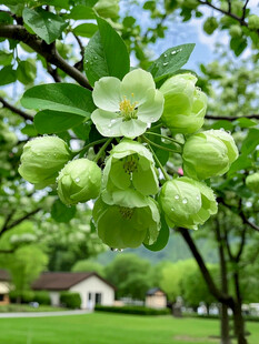 枝头青苹果与绽放白花