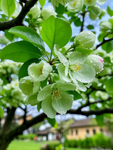 枝头绽放的清新苹果花