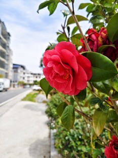 路边盛开的红茶花