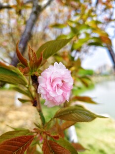 娇艳粉色花朵绽放枝头