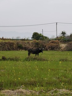 田野中的牛