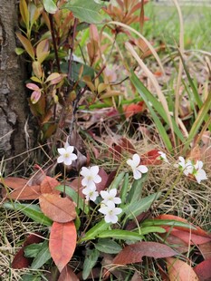 草丛中的白色小花
