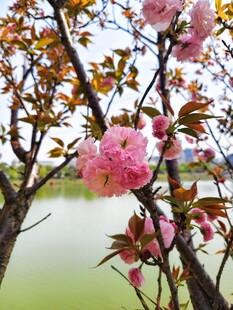 湖畔绽放的粉嫩樱花
