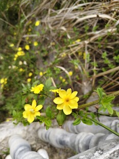 石缝间绽放的黄色小花