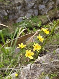 石缝间绽放的黄色小花