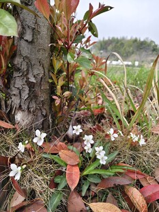 树下绽放的白色小花