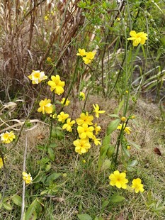 野外绽放的黄色小花