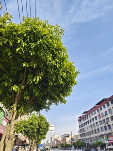 绿树旁的多彩建筑