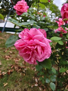 娇艳盛开的粉色月季花