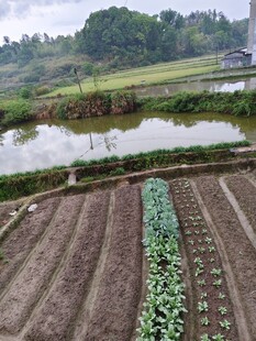 田园农田风光景色